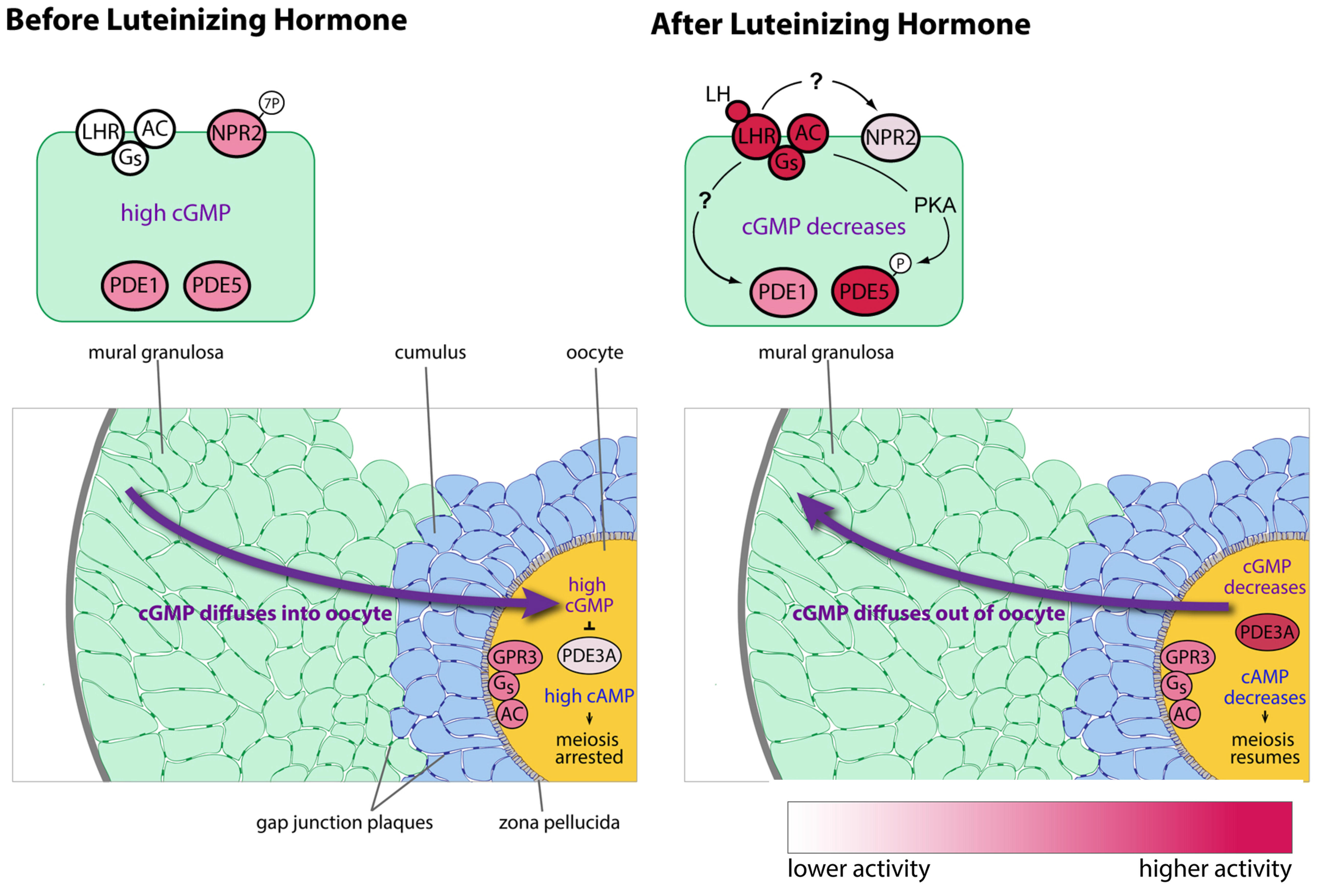 Hormone surges after orgasm