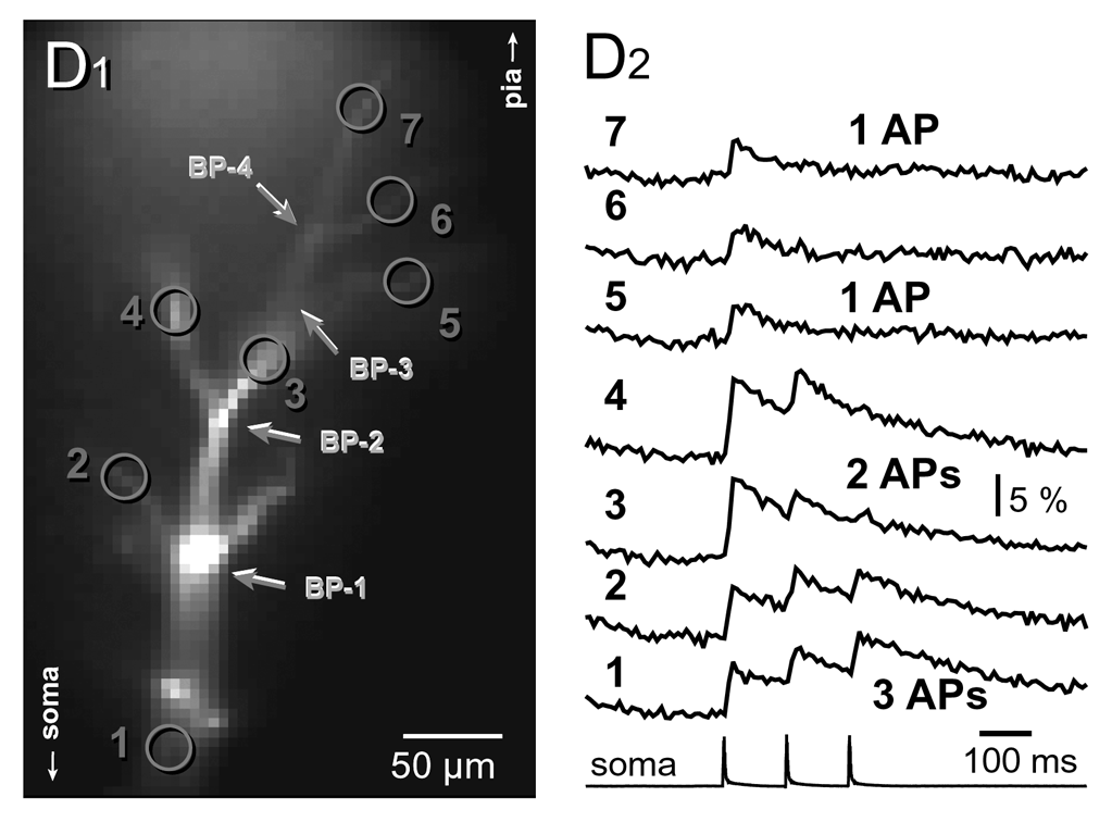 Filtering of action potentials in the apical tuft.