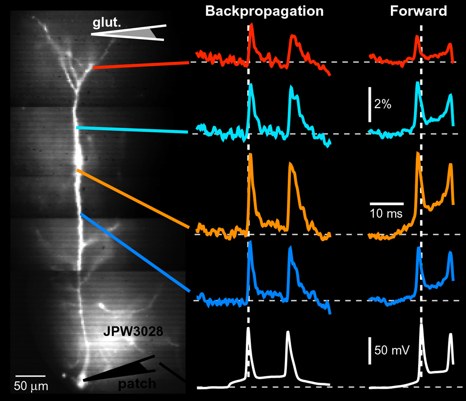 Voltage-sensitive dye imaging of action potentials (APs) in apical dendrites of layer 5 cortical pyramidal neurons... (more)