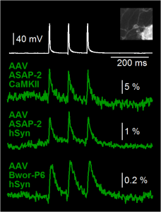 GEVI voltage imaging in cultured mouse neurons