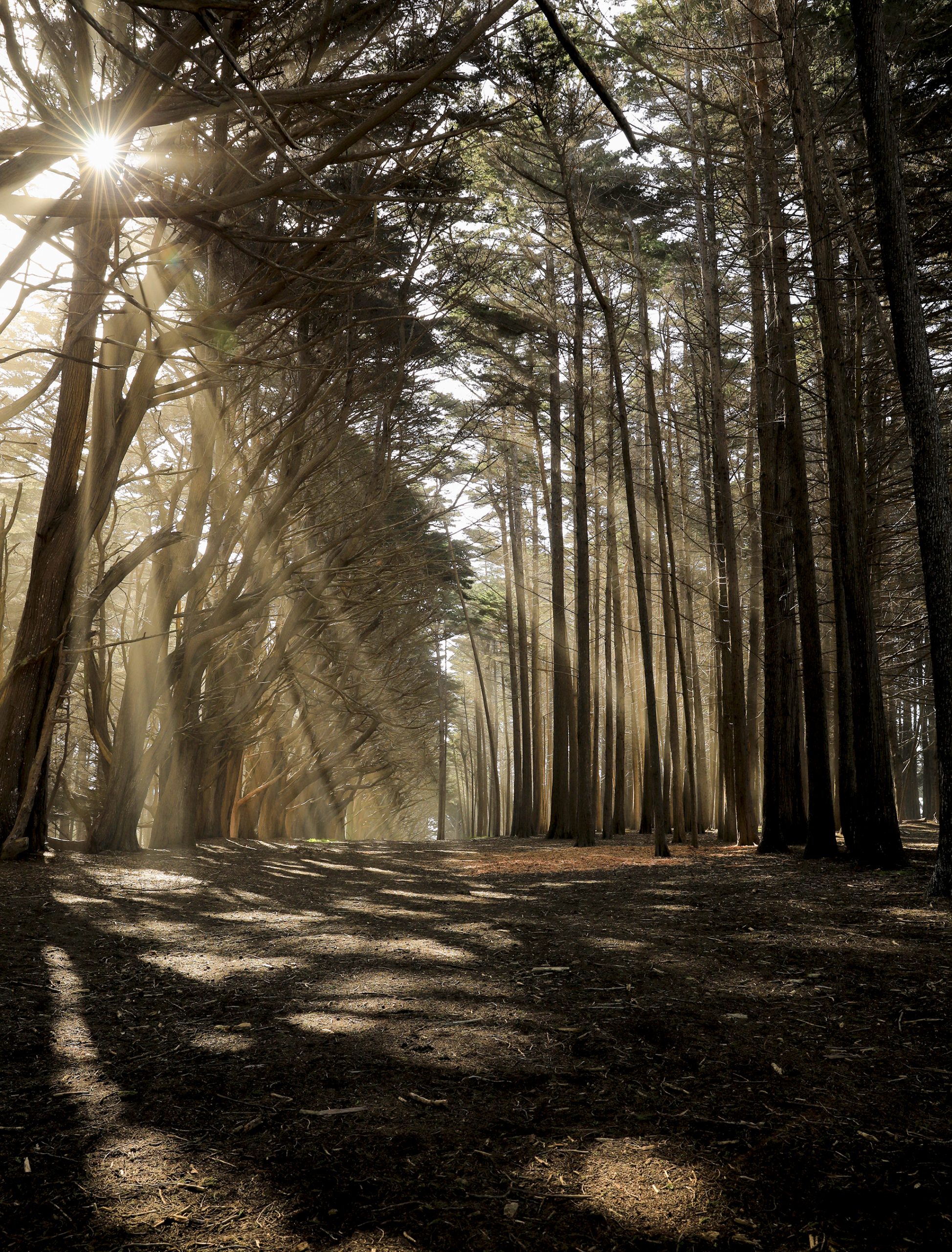 "Sunlit Path by Seal Cove" by Paul Berger, 24 x 32, Photography Sunlit Path by Seal Cove- Photograph by Paul R. Berger.