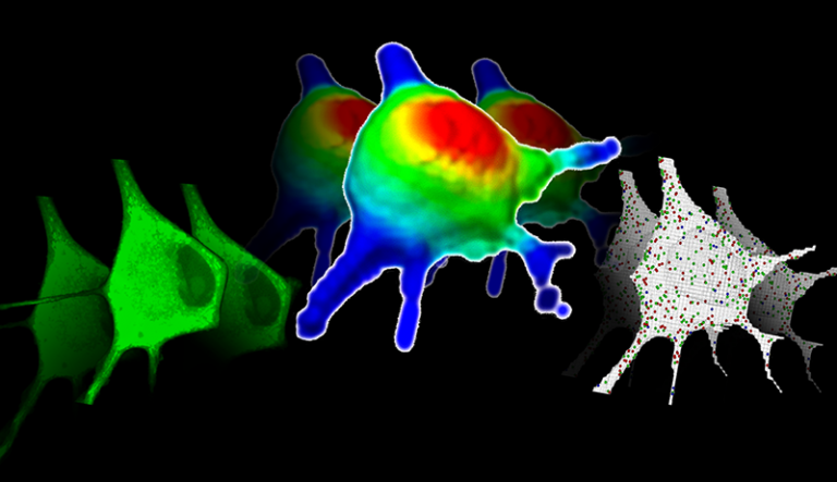 Software | Richard D. Berlin Center for Cell Analysis & Modeling