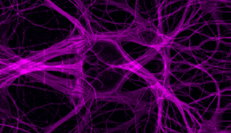 Neurons