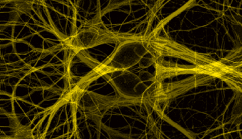 Neurons