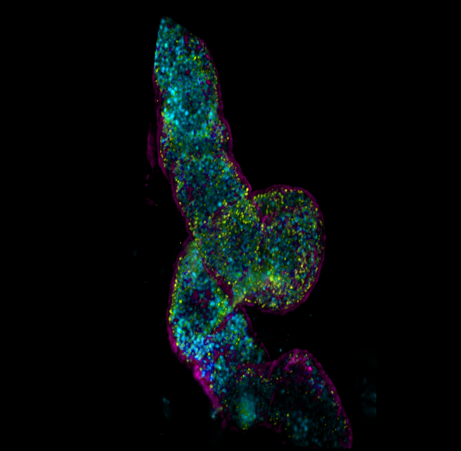 LightSheet Midgut Drosophila Melanogaster cmyk colors