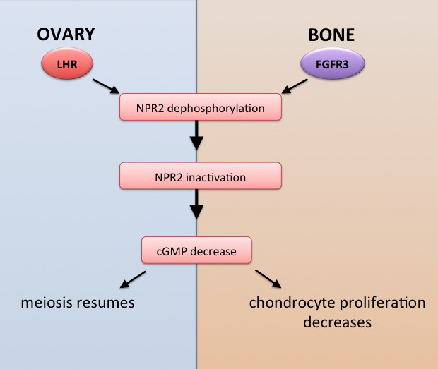 oocyte meiosis in mammals