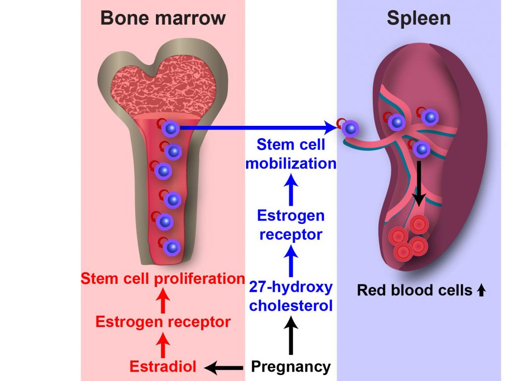 mechanisms that regulate hematopoietic stem cells: model