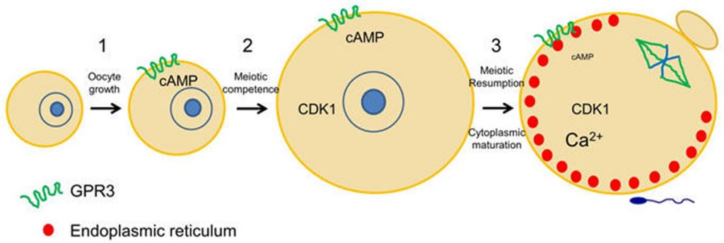 schematic of follicle maturation