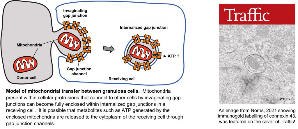 Immunogold labeling of connexin 43