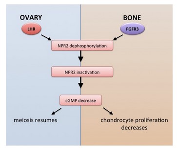 Schematic showing cGMP-signaling-in-ovarian-follicles-and-in-the-growth-plate-of-bone