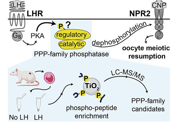 Schematic of LHR and NPR2 signaling pathways 