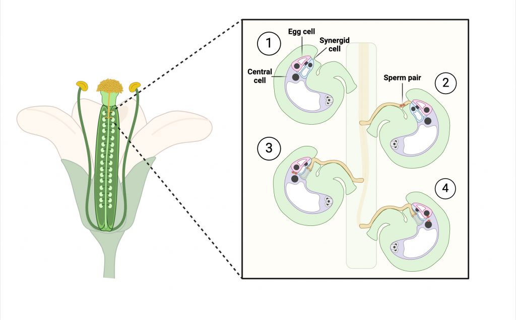 Fertilization process in Arabidopsis ovules