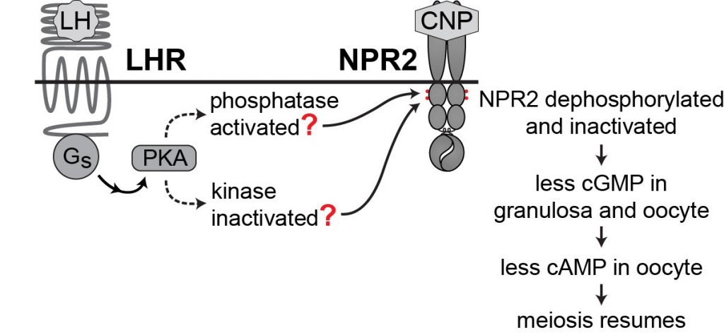 LH signaling pathway