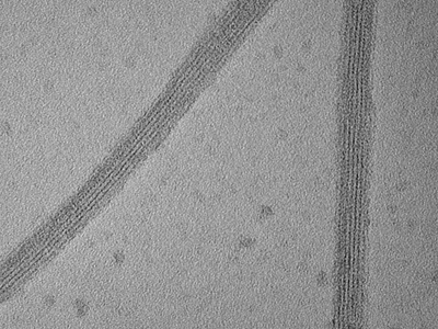 Purified calf brain microtubules – negative stain