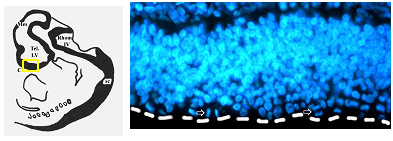 Fig.1 drawing of the human embryo at 7 gestational weeks.