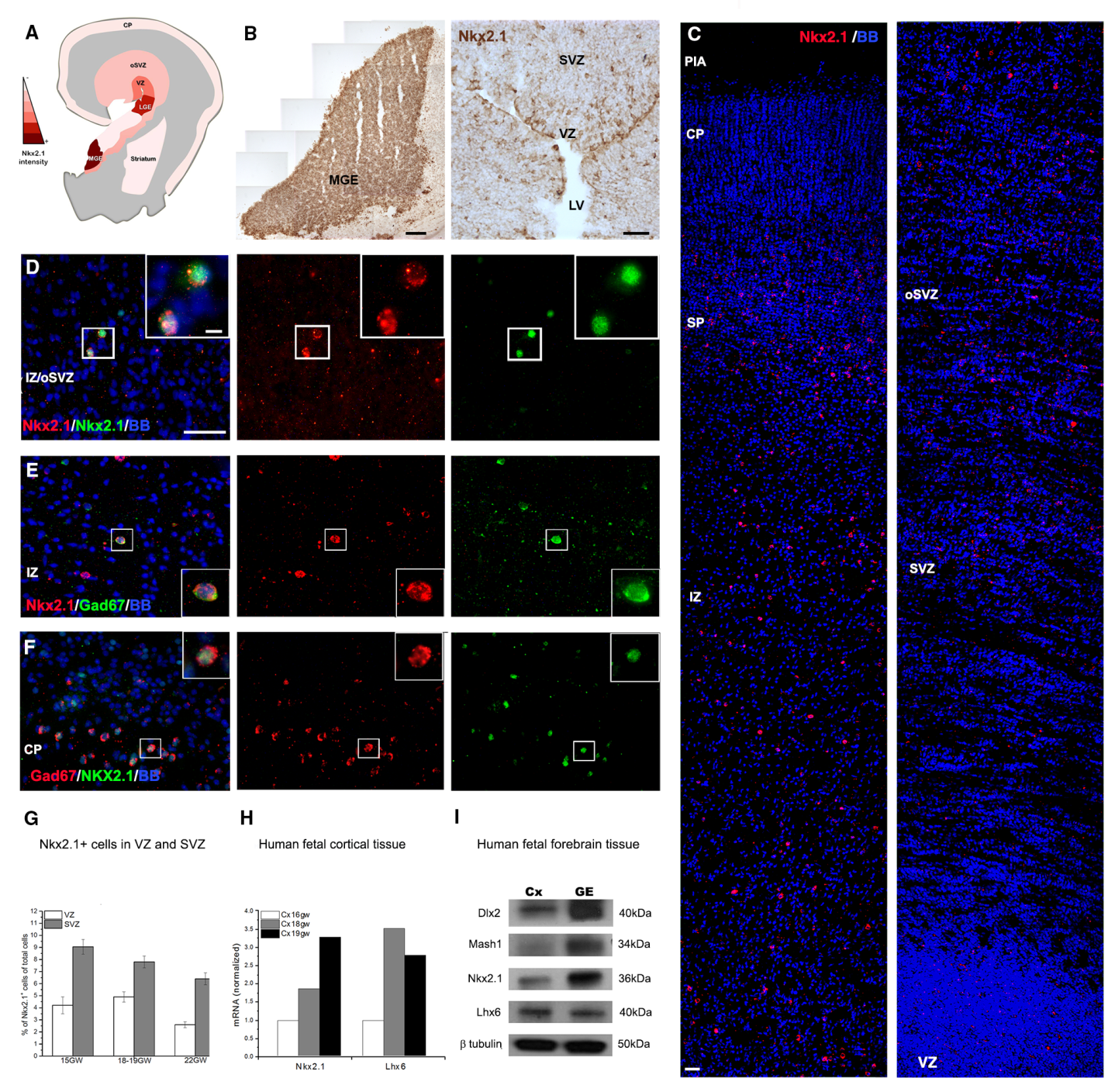 Figure 3. The expression of Nkx2.1 transcription factor in the human forebrain