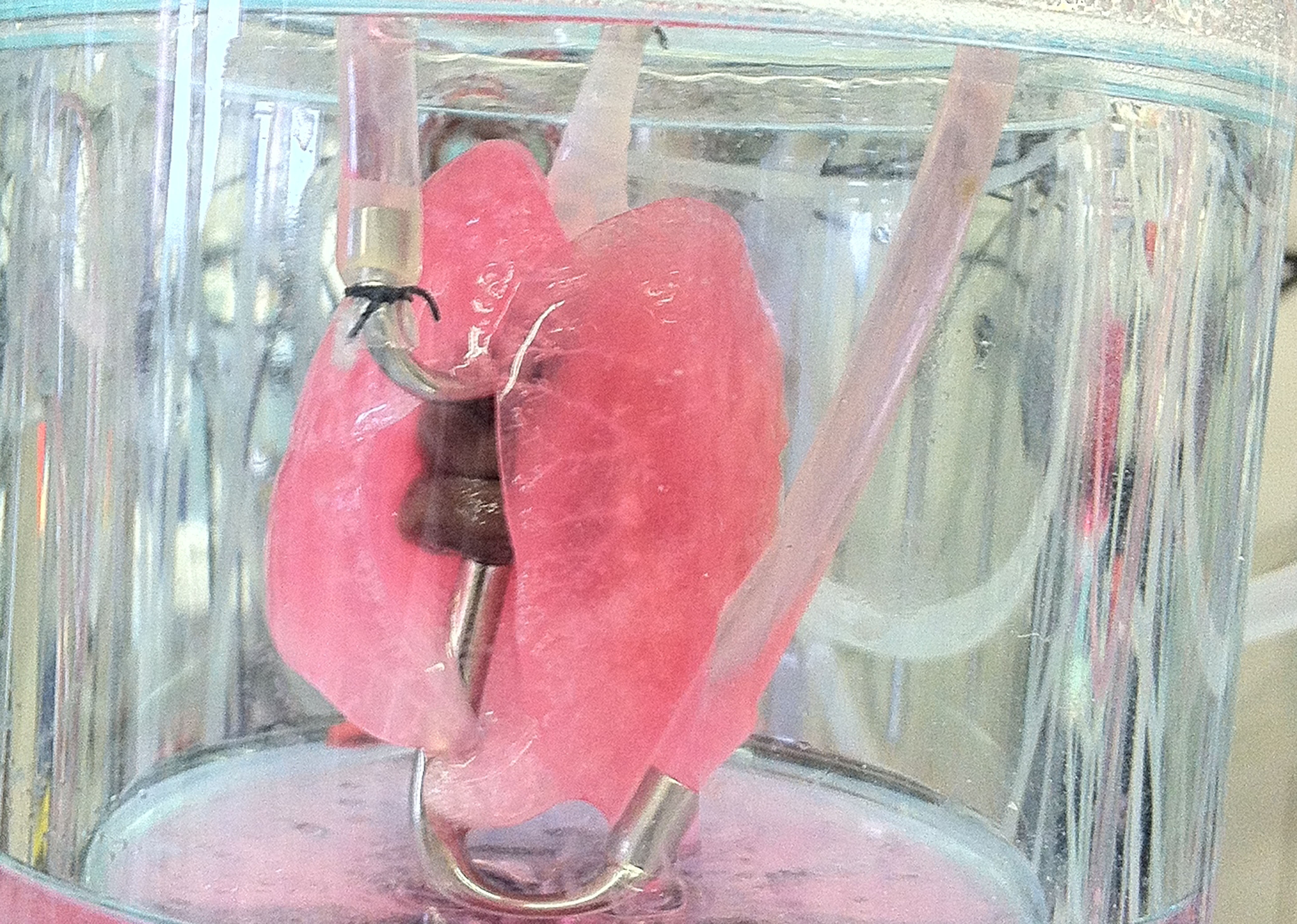 Lung Bioreactor