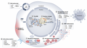 Diagram of senescent cell containing molecular phenotypes and organelles