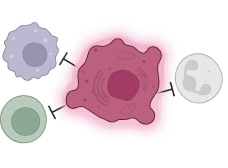 Cartoon diagram of senescent cell blocking immune cells