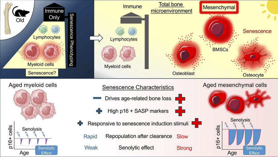 Graphical Abstract demonstrating different senescent phenotypes in mesenchymal versus myeloid cells