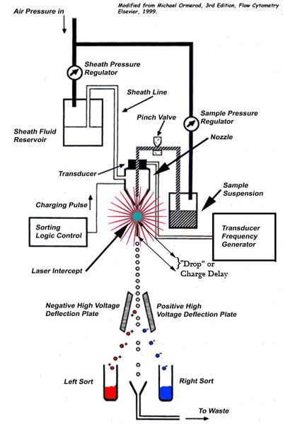 What Is Flow Cytometry?