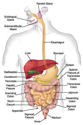 Conditions and Services | Gastroenterology and Hepatology