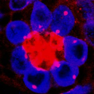 Centrosomes in Drosophila testis germline stem cells