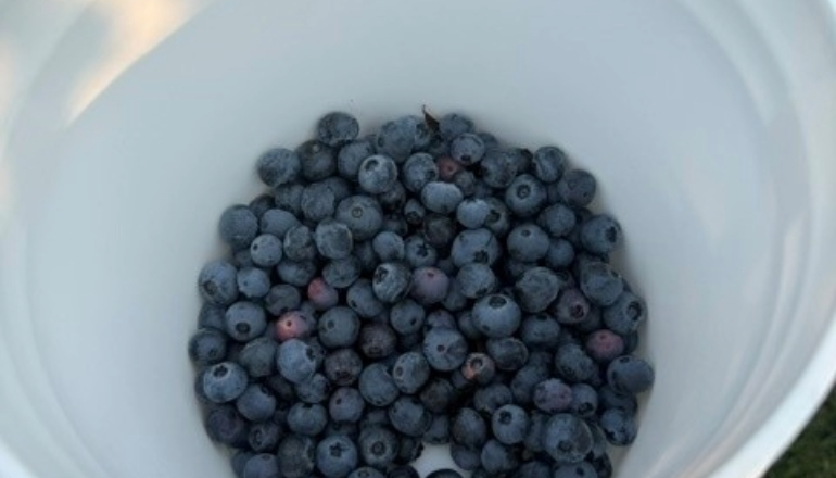 Blueberry Picking