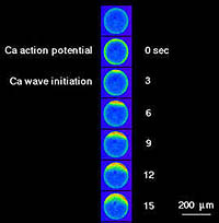 Calcium action potential and wave of calcium release from the endoplasmic reticulum during fertilization of a starfish egg.
