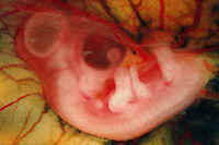 Chick embryo demonstrating induction of a spernumerary limb