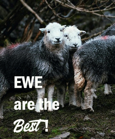 Ewe are the Best! with three sheep eCard