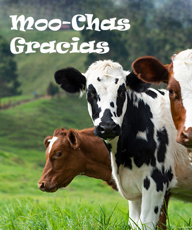 Moochas Gracias Cows in a Field