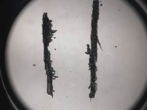 Captured tissue for laser capture microdissection of periosteal area of callus