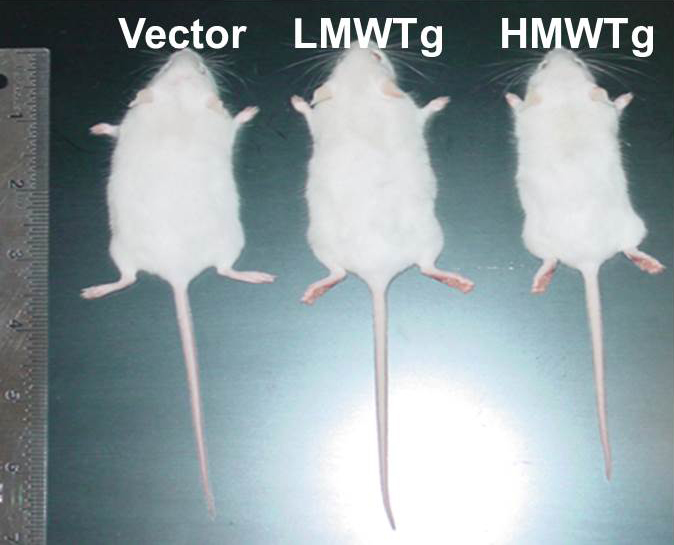 Dwarfism in HMW transgenic mice phenocopy XLH