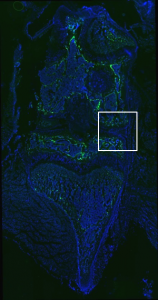 No GFP expression in cartilage or tendon region, vector