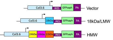 Schematic diagram of construction of 3.6Col-FGF2-IRES-GFPsaph plasmids