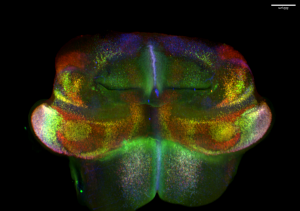 3D image of the mouse cerebellum