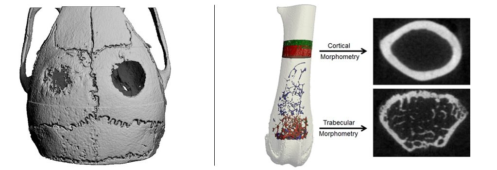 Mouse calvarial defect healing and mouse femur morphometry