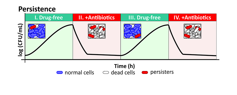 Figure 1: Persisters survive antibiotic treatment and give rise to a new progeny with comparable antibiotic susceptibility