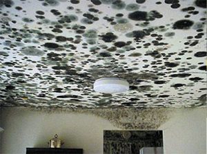 Mold on a ceiling