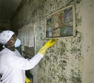 Cleaning mold from a wall