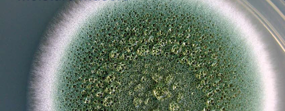 Penicillium chrysogenum in culture.