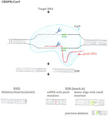 CRISPR diagram