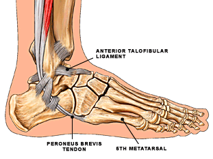 Foot, Ankle and Podiatry | UConn Musculoskeletal Institute