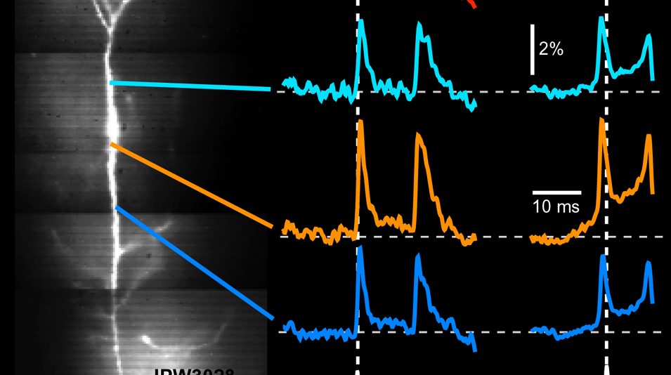 Image from Antic Lab