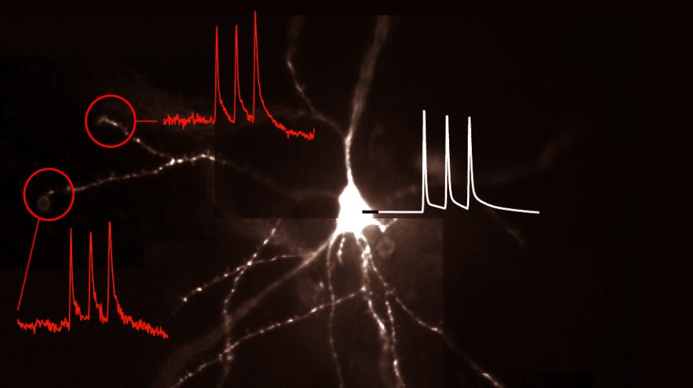 Image from Antic Lab