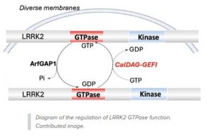 Diverse Membranes