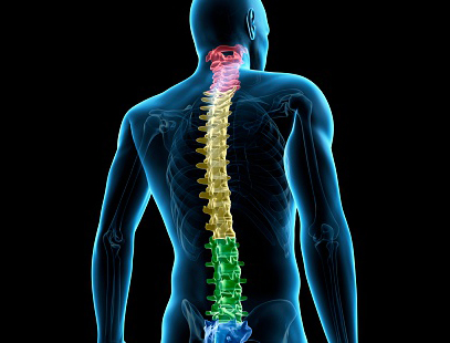 Human spine illustration with colors showing different parts of the spine