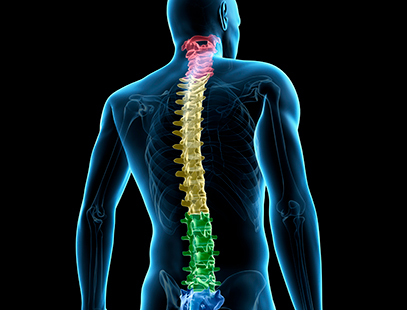 Human spine illustration with colors showing different parts of the spine