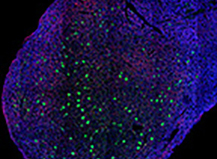 Mouse IC - VGLUT2 +GAD67/GFP +MAP2
